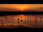 Turquie : des flamants roses au lac de Van lors de la migration saisonnière
