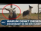 GROSSBRITANNIEN: Ziegenbaby im Hunderudel – jetzt folgt es Kommandos wie ein Schäferhund!