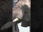 Zoo animals munch away for National Watermelon Day