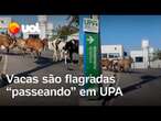 Grupo de vacas são flagradas 'passeando' em UPA em Betim, Minas Gerais; veja vídeo