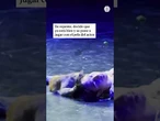 Se cuela un gato en el escenario y destroza la escena final de Romeo y Julieta #shorts #viral #gato