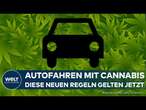 CANNABIS IN DEUTSCHLAND: Neue Regeln für Autofahrer | THC-Grenzwert angehoben