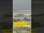 Hallan muerta a la ballena jorobada 'Timmy' tras un fallido intento de rescate