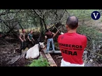 Los bomberos rescatan a una vaca que estuvo atrapada en el barro durante más de dos horas