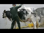 France : avec le bail à cheptel, des vaches louées réconcilient élevages et finances