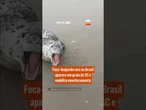 Foca-leopardo rara no Brasil aparece em praia de SC e mobiliza monitoramento