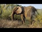 Portugal : le sanctuaire d'éléphants accueille sa première pensionnaire