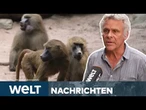 AUFSCHREI IN NÜRNBERG: Letzter Ausweg? Zoo tötet trotz Kritik 12 Paviane per Kugelschuss | STREAM