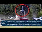 YELLOWSTONE PARK: Irres Video! Bison dreht völlig durch! Tourist fliegt meterweit durch die Luft!