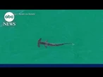 Shark sightings close East Coast beaches