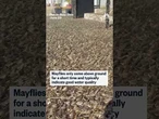 A swarm of mayflies took over an aquatic visitor center in Ohio