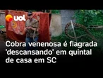 Cobra venenosa é flagrada 'descansando' após refeição em quintal de casa no RS; biólogo faz resgate