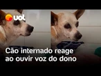 Cachorro internado reage ao ouvir voz do dono: 'Max, papai está com saudade'; veja vídeo
