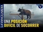 Muere en Nuevo México un oso que quedó atrapado en un poste de electricidad