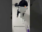 Gato transforma chuveiro em cama particular e ignora tutora