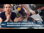 WILDTIERHANDEL: Zwölf lebende Galápagos-Meerechsen gefesselt in Koffern am Flughafen entdeckt