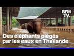 Thaïlande: un sanctuaire d'éléphants inondé après le passage du typhon Yagi