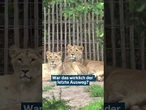 KÖLNER ZOO tötet zwei Löwen-Babys! Tierschützer entsetzt: War das wirklich die Lösung? #shorts