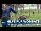 AUSTRALIEN: Tödliche Krankheit bedroht Wombats – Freiwillige kämpfen für ihr Überleben