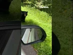 WATCH: Travelers make a beary cute new friend #bear #shorts #travel #travelstories