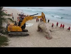 Baleia encalhada morta é encontrada em praia do Rio de Janeiro | AFP