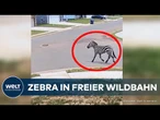 ZEBRA IN TENNESSEE: Entlaufenes Tier streift frei durch Wohngebiet und sorgt für Aufregung!