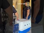 Filhote de onça-pintada se pendura em pano ao ser resgatado em Mato Grosso; veja vídeo