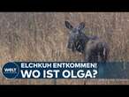 WILDPARK SCHORFHEIDE: Das wird knifflig! Elchkuh 