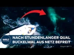 NEW SOUTH WALES: Dramatische Walbefreiung vor Australien! Buckelwal aus tödlichem Netz gerettet