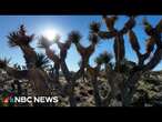 After fires destroyed millions of Joshua Trees, a new seed of hope