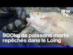 Seine-et-Marne: plus de 900kg de poissons morts repêchés dans le canal du Loing