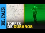 Así es como estos gusanos hacen torres para desplazarse en busca de alimento | EL PAÍS