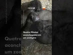 Zoológico apresenta filhotes raros de gato-de-pallas e encanta visitantes