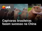 Capivaras brasileiras viram febre na China e conquistam corações, até do presidente chinês; vídeo