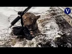 Así es como militares rescatan a un jaguar herido de bala en Brasil