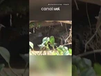Onças-pintadas disputam cobra no Pantanal de Mato Grosso; vídeo