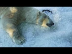 Le zoo de Prague utilise des tonnes de glace pour rafraîchir les animaux pendant la canicule