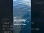 Ibiza è invasa dal biacco, il serprente nuota in acqua e i turisti scappano
