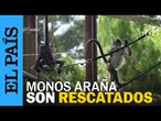 MONOS ARAÑA mexicanos encuentran segunda oportunidad en EE UU tras rescate | EL PAÍS