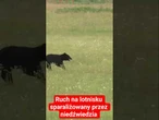 Ruch na lotnisku sparaliżowany przez niedźwiedzia