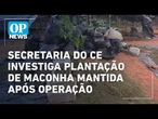 Veja o que se sabe sobre investigação de plantação de maconha mantida após operação no CE l OP NEWS