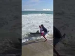 Fisherman catches GREAT WHITE SHARK #foxnews #news #us #fox