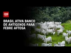 Febre aftosa: Brasil ativa banco de antígenos na Argentina; entenda | CNN PRIME TIME