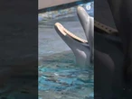 Acosan a unos delfines en alta mar en la costa de Torrevieja (Alicante) #shorts #alicante #delfín