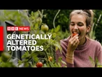 Why are tomatoes being genetically altered for vitamin D? | BBC News