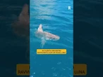 In Cilento l'incontro ravvicinato con un pesce luna