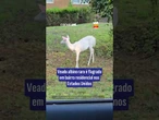 Veado albino raro é flagrado em bairro residencial nos Estados Unidos