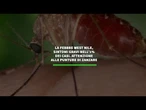 Seconda vittima della febbre West Nile nel Lazio, sintomi gravi nell'1% dei casi
