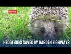 Highways saving hedgehogs whose numbers have fallen by 75% since 2000