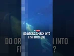 Do orcas smash into fish for fun?